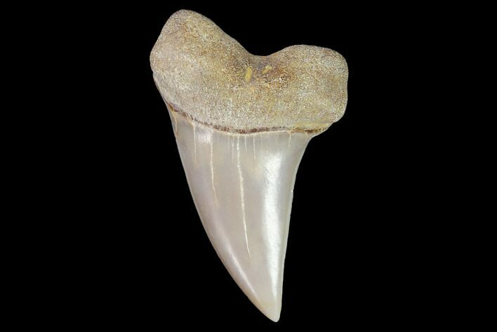 Mako Shark Tooth Fossil - Sharktooth Hill, CA #94703